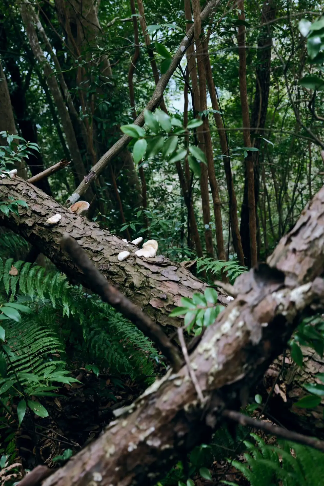 26dabf7efcd3b14d16eb05d15c96e6e